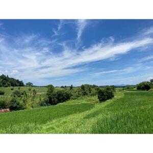 栽培期間中農薬・化学肥料不使用 白米粒が光る棚田米 滋賀県大津産 玄米10kg