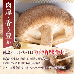 徳島県産 生しいたけ  1箱(12個～16個）