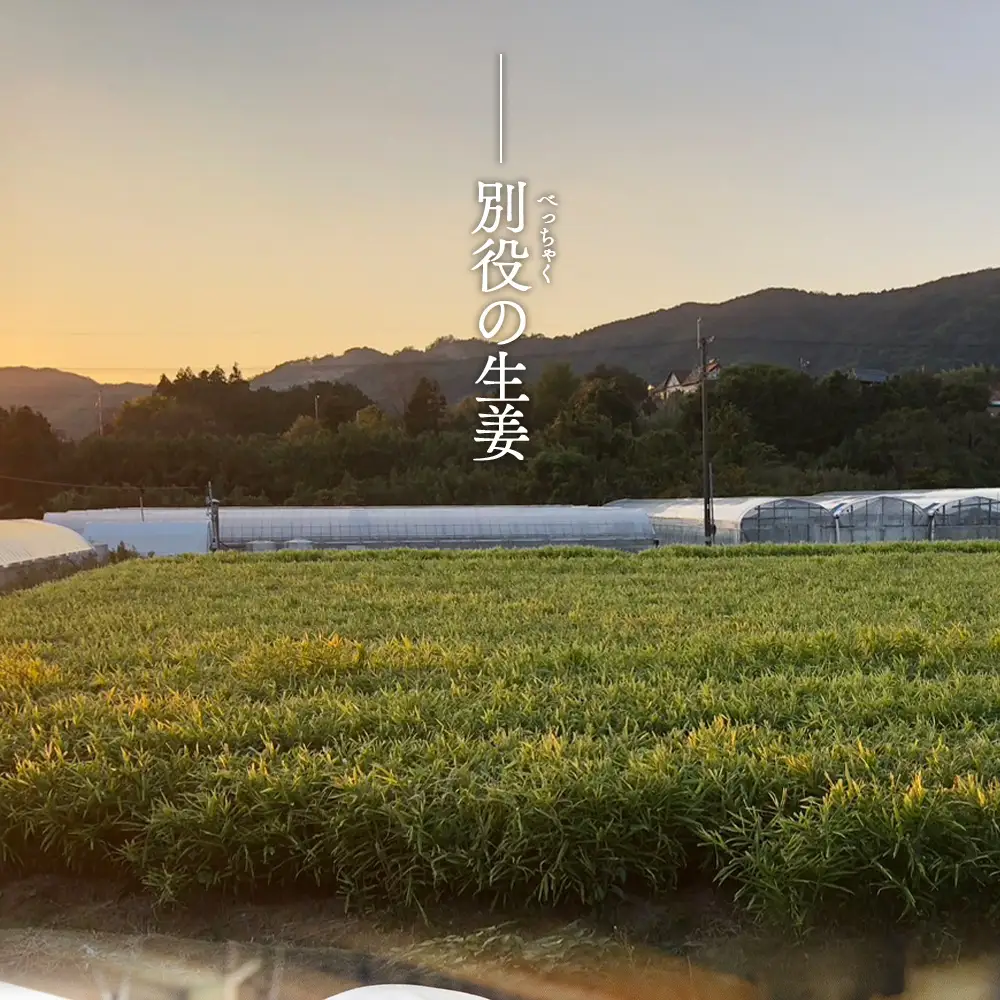 生姜 2kg【生姜 生姜 生姜 生姜 生姜】 bc-0014