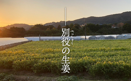 生姜 8kg【生姜 生姜 生姜 生姜 生姜】 bc-0016