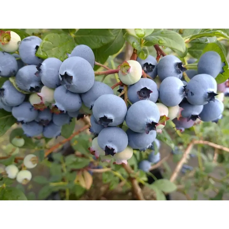 国産ブルーベリーピューレ3瓶 農薬不使用｜ベリー