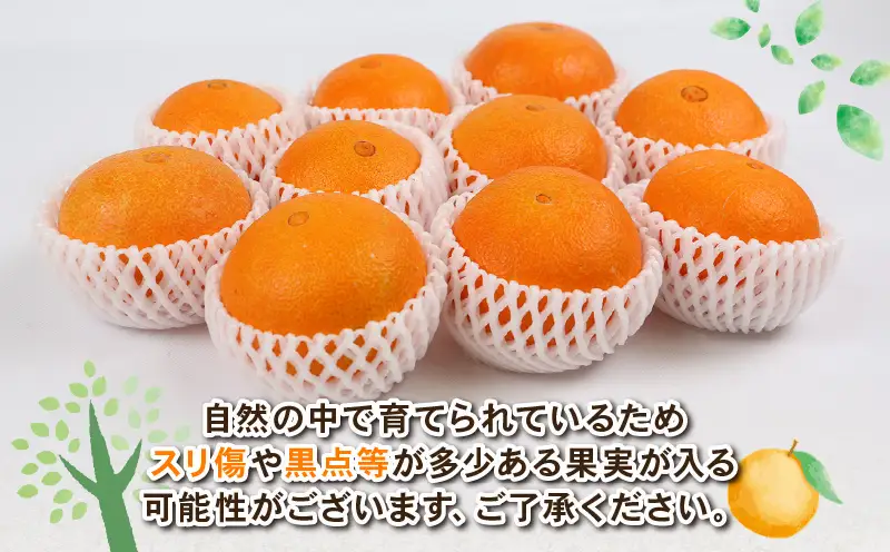 【12/5～12/15発送予定】 愛果28号 約4kg L~3L サイズ Shirai.agrifarm 先行予約 B020-115004