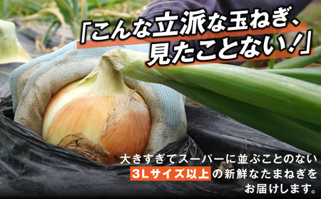 がんこ玉ねぎ　5kg