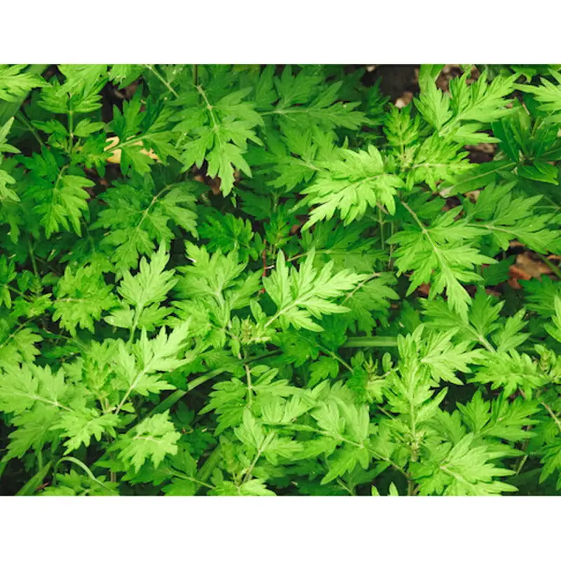 お茶 ブレンド よもぎ茶 玄米 はぶそう えごま葉 ティーバッグ 10包 和漢ハーブティー_FU035_008
