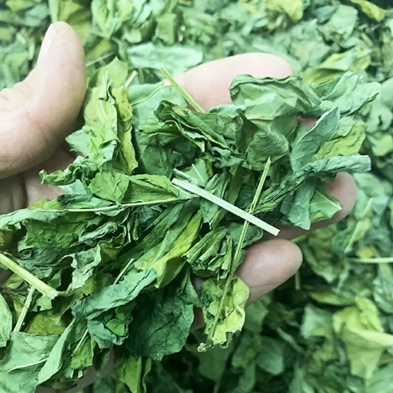 お茶 はぶ草茶 ティーバッグ 茶葉 葉だけ使用 10包_FU035_009