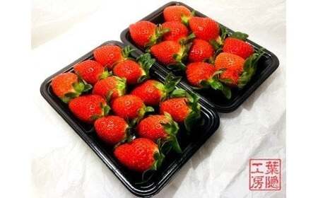 L-52 太良町産「かおりの」ソフトパック2P　生産者直送！朝採り苺！ 太良町 かおりの 国産 佐賀県産 太良町産 いちご 苺 イチゴ 甘い 約270g × 2パック 朝採り 果肉がジューシー 糖度高め  葉隠工房 レトロカフェ