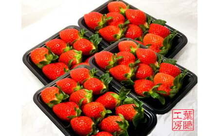 NB-5 太良町産「かおりの」ソフトパック4P 生産者直送！朝採り苺！ 太良町 かおりの 国産 佐賀県産 太良町産 いちご 苺 イチゴ 甘い 約270g × 4パック 朝採り 果肉がジューシー 糖度高め  葉隠工房 レトロカフェ