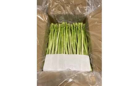 P-113 朝採れアスパラガス2kg 朝採れ即発送「明日はパラダイス」アスパラ アスパラガス シャキシャキ 食感 グリーンアスパラガス 新鮮 産地直送 野菜 冷蔵 みずみずしい 朝とれ 朝採れ 生野菜 太良町 佐賀