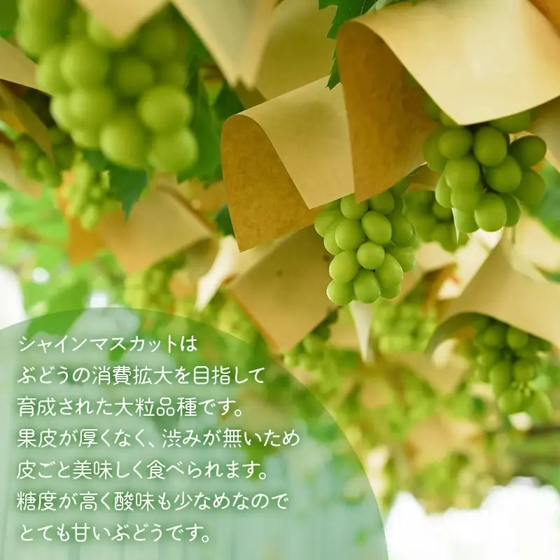 【令和8年産先行予約】 鶴岡市産 シャインマスカット 約2kg　(3~4房)　佐藤農園