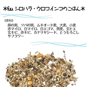 fuu シロハラインコ・ウロコインコのごはん（800g）[145S57]