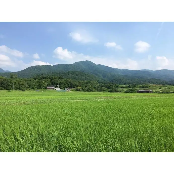 【令和7年産】佐渡高千産コシヒカリ 5kg×2袋 計10kg