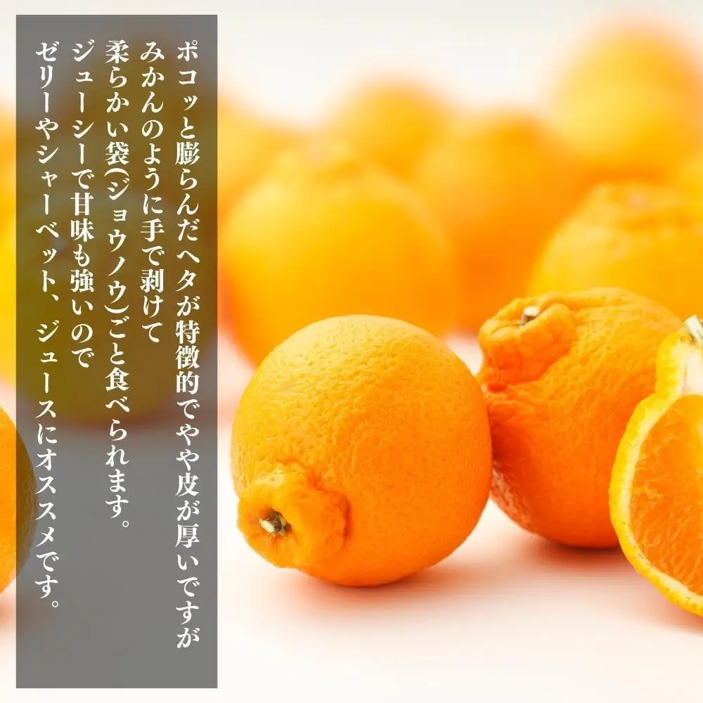 不知火 大玉 どっこいしょ 箱込 10kg (内容量約 9.2kg) 秀優混合 和歌山県産［みかんの会］