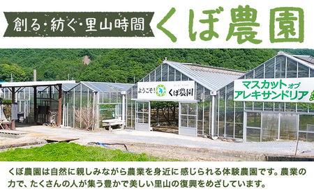 【2026年先行予約】くぼ農園 の ぶどう セレクション 約 3kg (4～5房) くぼ農園 《2026年9月上旬-10月上旬頃出荷(土日祝除く)》マスカット 送料無料 岡山県 浅口市 マスカット フルーツ 果物 贈り物　シャインマスカット ニューピオーネ 瀬戸ジャイアンツ