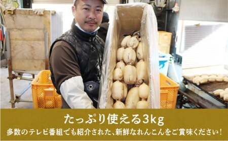 れんこん 無選別 3kg ｜レビュー☆4.54・テレビ紹介 千葉県神崎町の蓮根  ※4～9月上旬受付分は9月中旬以降順次発送【ふるさと納税 人気 野菜 蓮根 レンコン きんぴら 訳あり 無選別 3kg 千葉県 神崎町】[013-a007]　