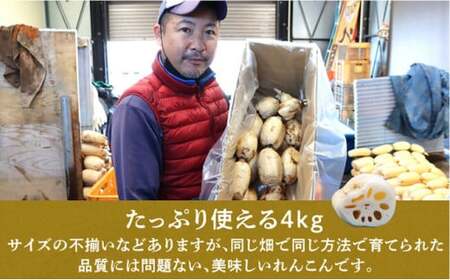 千葉県れんこん部門注文数最上位達成！【訳あり】無選別　神崎町ふるさと れんこん（4kg）（※4～7月受付分は8月以降順次発送）[013-a002]