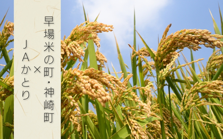 JAかとり直送 ふさおとめ 精米20kg（5kg×4） 千葉県神崎町産 令和7年産 [001-a007]