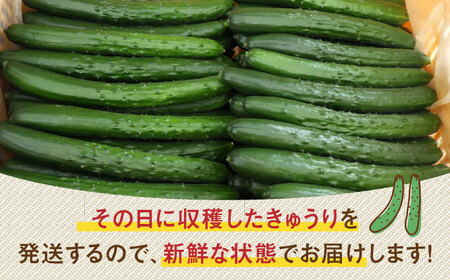 新鮮きゅうり 約5kg /株式会社 y's company（utsu和ya）[UDX002]きゅうり