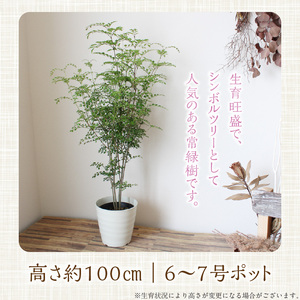 チーム田主丸【シマトネリコ苗木3本セット】_シマトネリコ 苗木 3本 セット チーム田主丸 風水 インテリア 観葉植物 植物 常緑樹 シンボルツリー 小葉 丈夫 育てやすい 日光 樹木 ガーデニング 鉢植え 植木鉢 グリーンアイテム 家庭栽培 福岡県 久留米市 お取り寄せ 送料無料 〔Hf037〕