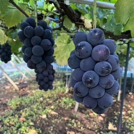 【2026年8月発送予定】ピオーネ2～3房(約1.5kg)【配送不可地域：離島】【1555648】