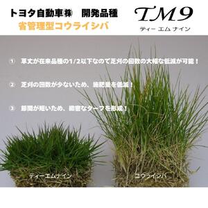 芝生(省管理型コウライ芝　TM9ティーエムナイン)6束セット※6平米分