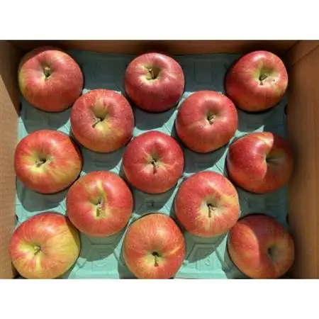 シャキシャキッ!完熟サンふじ 約5kg【1558030】