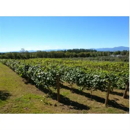 相澤ワイナリー sachirera2023 (赤ワイン)_酒・アルコール 赤ワイン ワイン _【配送不可地域：離島】【1542868】
