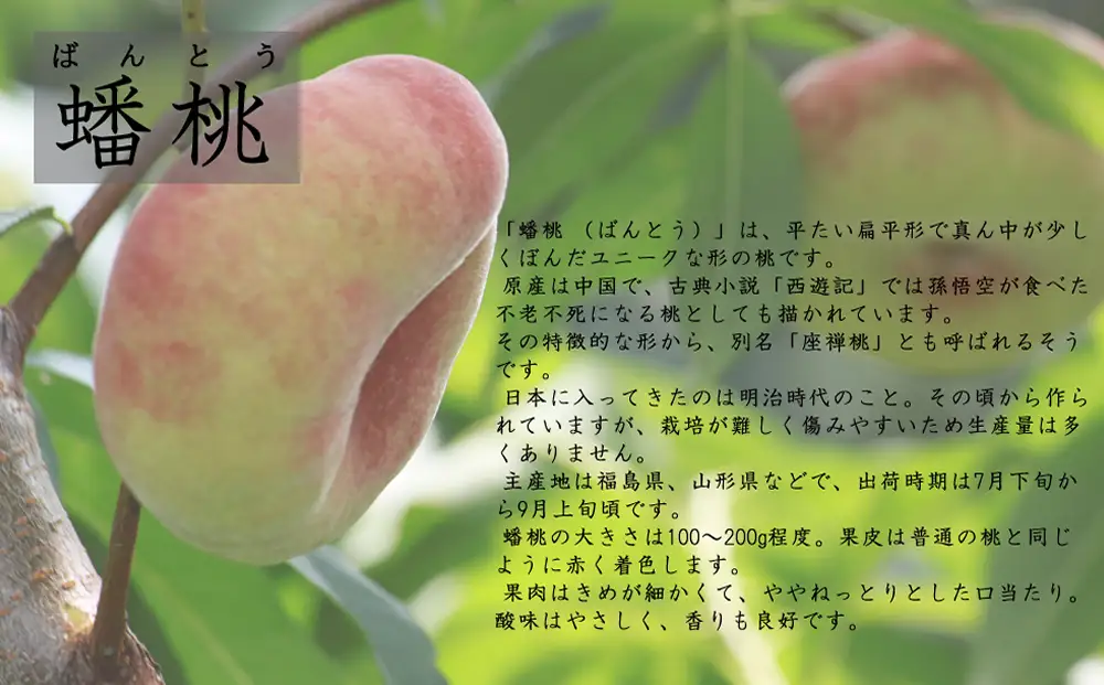 2026年産 もも 「 蟠桃 ( ばんとう ) 」1.5kg もも 桃