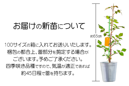 ＜予約受付＞2026年6月より発送　花巻温泉バラ園 オリジナル品種「ミラクルローズ90」　新苗　【1999】