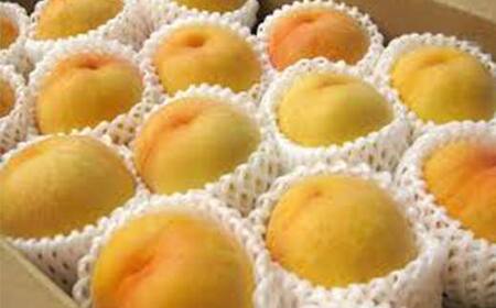 《2026年先行予約》山形県 産黄桃 品種おまかせ 特秀品 柔らかくなる桃 約5kg（黄金桃、スイート光黄、黄ららの極み、黄貴妃 他） F4A-0469