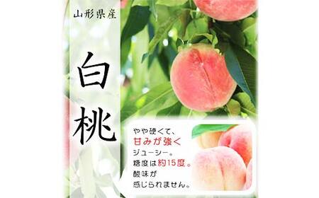 《2026年先行予約》山形県産白桃※品種玉数おまかせ 秀品 約1.5kg F4A-0459