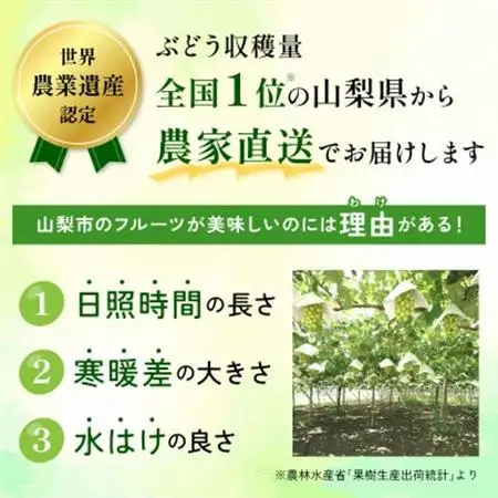 【2026年発送】朝採り シャインマスカット 約600g(1房)【配送不可地域：離島・沖縄県】【1557593】