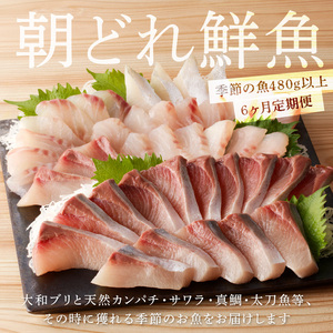 【6ヶ月定期便】大和海商 大和のこだわり漁師のお刺身6人前【冷凍】 N072-YF105-2
