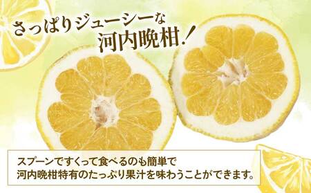 贈答用 河内晩柑 3kg YAMAUCHI FARM 河内晩柑 B010-084005
