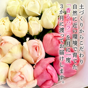 【3ヶ月定期便】 バラ 花束 ブーケ 朝摘み 薔薇 花 ばら パフューム ローズ 生花 ギフト 花 プレゼント 祝い 母の日 卒業式 贈り物 贈答 記念日 香り 静岡県 藤枝市 | バラ バラ バラ バラ