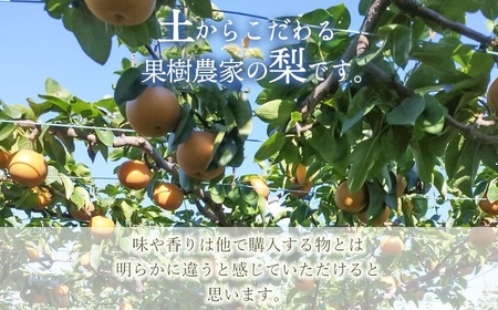 【令和8年産先行予約】家庭用　和梨 あきづき 3kg（6～10玉）　マルタ農園