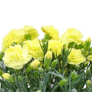 母の日に 【先行予約2026年5月から順次発送】 カーネーション 黄色 母の日花