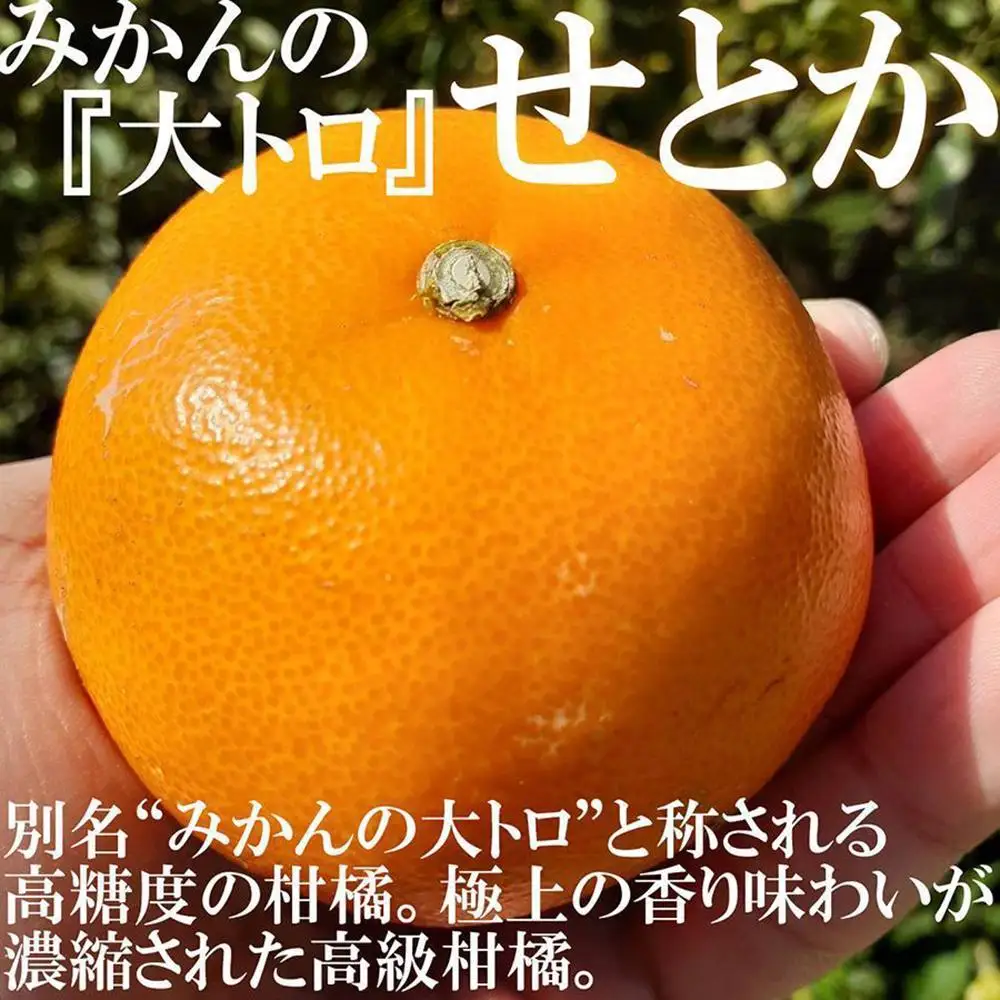 せとか みかんの大トロ 約5kg 訳あり ブランド 和歌山 有田みかん 農家直送 オレンジ フルーツ 果物