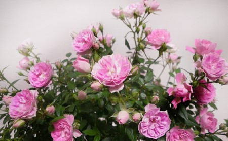 母の日 【先行予約2026年5月から順次発送】 母の日ギフト つるバラ舞姫タワー仕立て ピンク