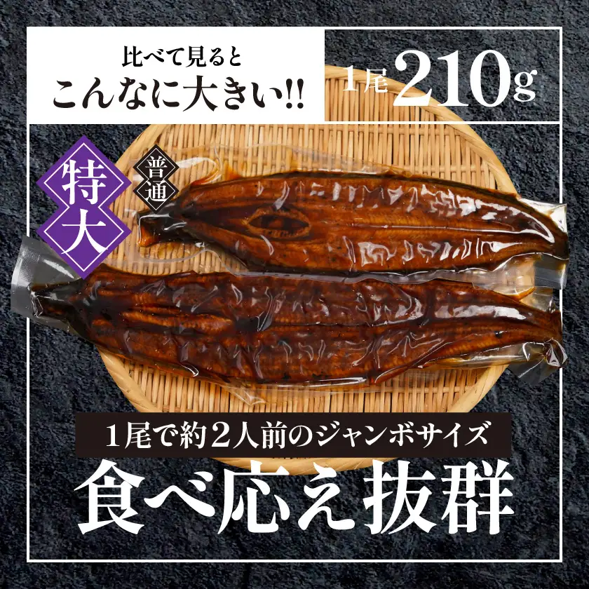 宮崎県育ちの【特大】うなぎ蒲焼1尾210g以上≪山椒・たれ付≫〔11-M301〕_(都城市)  特大うなぎ蒲焼(有頭) 宮崎県産 真空 山椒・たれ付