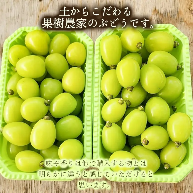 【令和8年産先行予約】【令和9年3月13日まで発送】 家庭用 シャインマスカット 粒 1kg　マルタ農園　 | シャインマスカット ブドウ ぶどう 葡萄 フルーツ 果物 くだもの 山形県 鶴岡市 家庭用 国産 先行予約