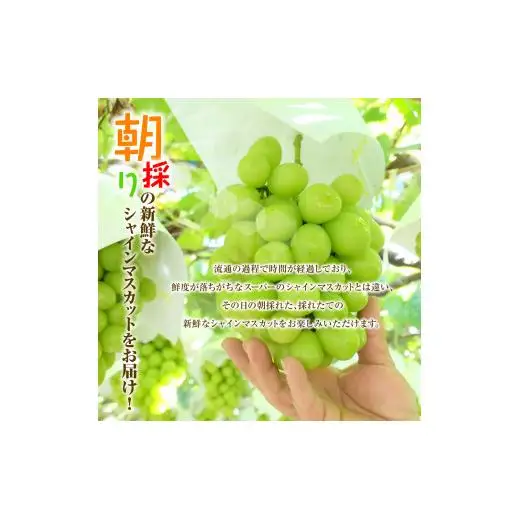 シャインマスカット　600g　2026年先行予約分　シャインマスカット