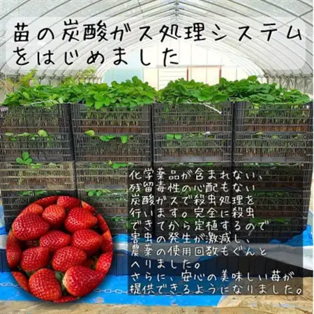 産地直送だから苺本来の美味しさ!BELL FARMの冷凍 いちご1kg 収穫当日冷凍の苺1kg_冷凍 いちご 苺 BELLFARM 産地直送_【配送不可地域：離島】【1230635】
