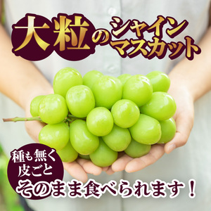 〈2026年度配送分〉シャインマスカット2房（約1.0kg） シャインマスカット 山梨 県産 先行予約 2026年 ぶどう フルーツ 2房 冷蔵 生産量 日本一 甲府 市産 1.0kg以上 フルーツ王国山梨 2026年8月中旬～9月中旬にかけて順次発送