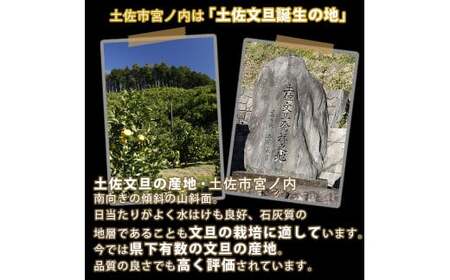 【先行予約】【果樹園直送】土佐文旦　4L　2個入り　1.5kg 大玉〈2027年2月中旬?3月下旬頃発送〉  / 　特選品贈答用　果物　柑橘　フルーツ　ぶんたん　ブンタン　分担　高知県土佐市　お取り寄せ 産地直送　おいしい 【白木果樹園】 [BQAI003]