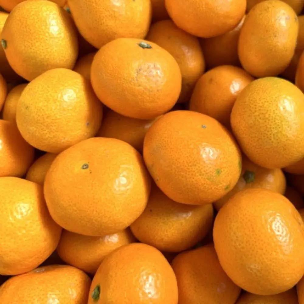 エコファーマーのこだわり 有田みかん 約5kg サイズ混合 秀・優品 ★2026年11月中旬頃より順次発送