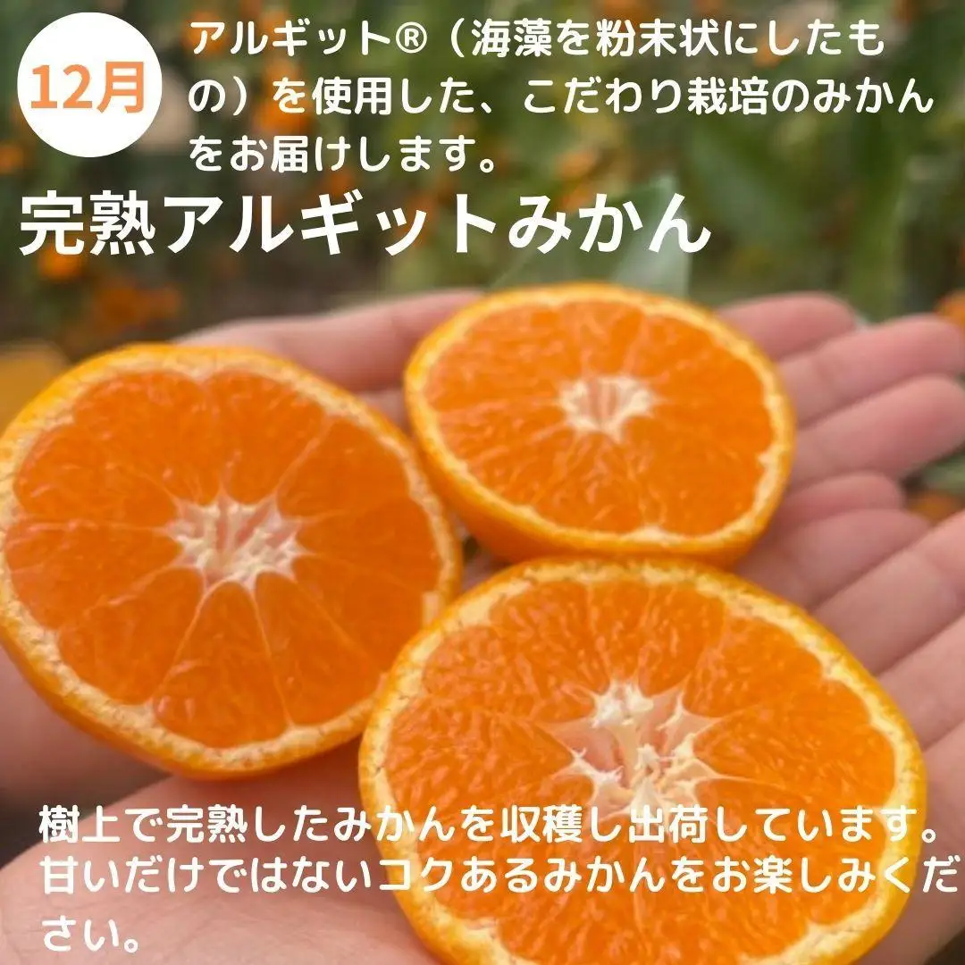 みかん満足セットS | 定期便 全3回 フルーツ みかん 不知火 バター 12月～2月