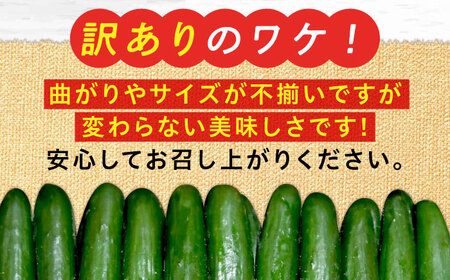訳ありきゅうり 5kg Lサイズ きゅうり[XCA002]