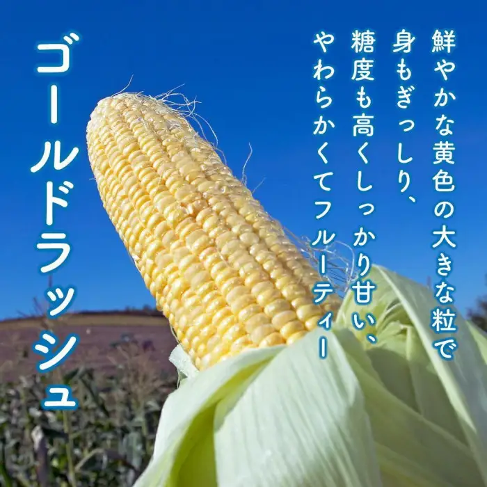 【先行予約】黄金色で大粒 ゴールドラッシュ 8本 3.2kg（2026年8月下旬から発送開始予定）| とうもろこし とうもろこし 北海道 限定_04560