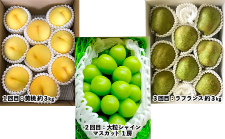 【定期便3回】山形市至高のフルーツ定期便 全3回A 8月発送開始【令和8年産先行予約】FS24-761 くだもの 果物 フルーツ 山形 山形県 山形市 2026年産