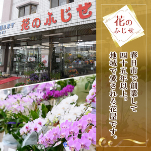 プロにおまかせ！フラワーブーケ(一束：約高さ35cm幅30cm) 花 ギフト プレゼント 生花 花束 記念日 お祝い ＜離島配送不可＞【ksg1534】【花のふじせ】